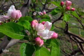 طبیعت بهاری بستان آباد