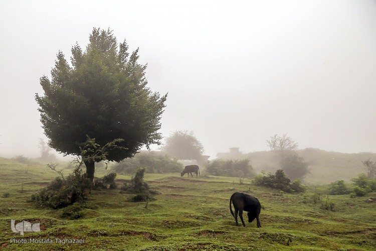 ييلاق اولس بلنگاه در ماسال