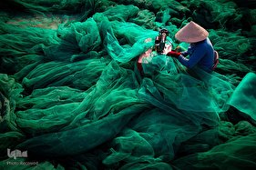 برگزیدگان مسابقه عکاسی محیط زیست