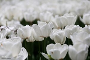 Le jardin des tulipes de Téhéran